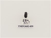 藏品(鞘翅目(2))的圖片